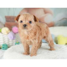 ♀︎チワプー:チワワ×トイプードル