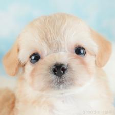 ♀︎チワプー:チワワ×トイプードル