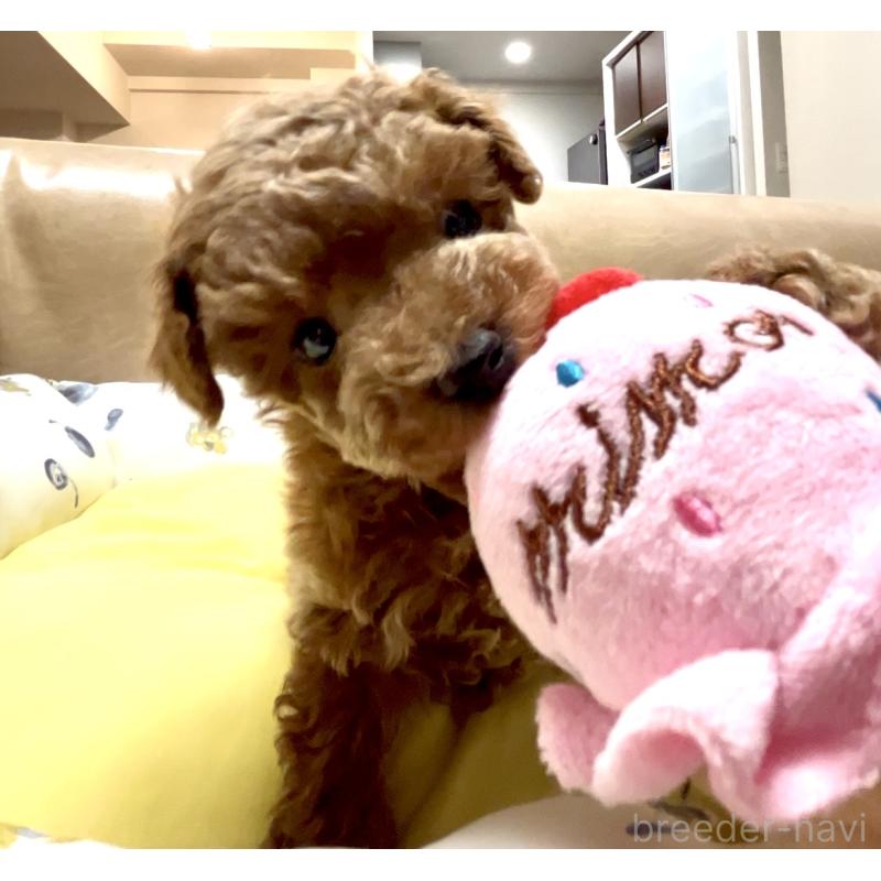 販売中の奈良県のタイニープードル-446944の15枚目