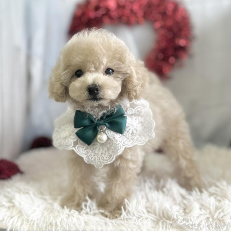 販売中の愛知県のタイニープードル-442869の4枚目