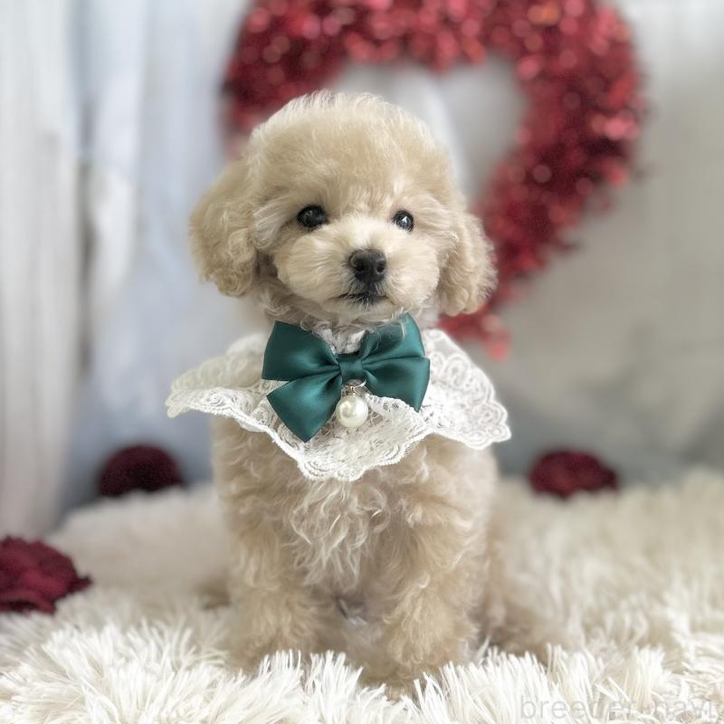 販売中の愛知県のタイニープードル-442869の3枚目