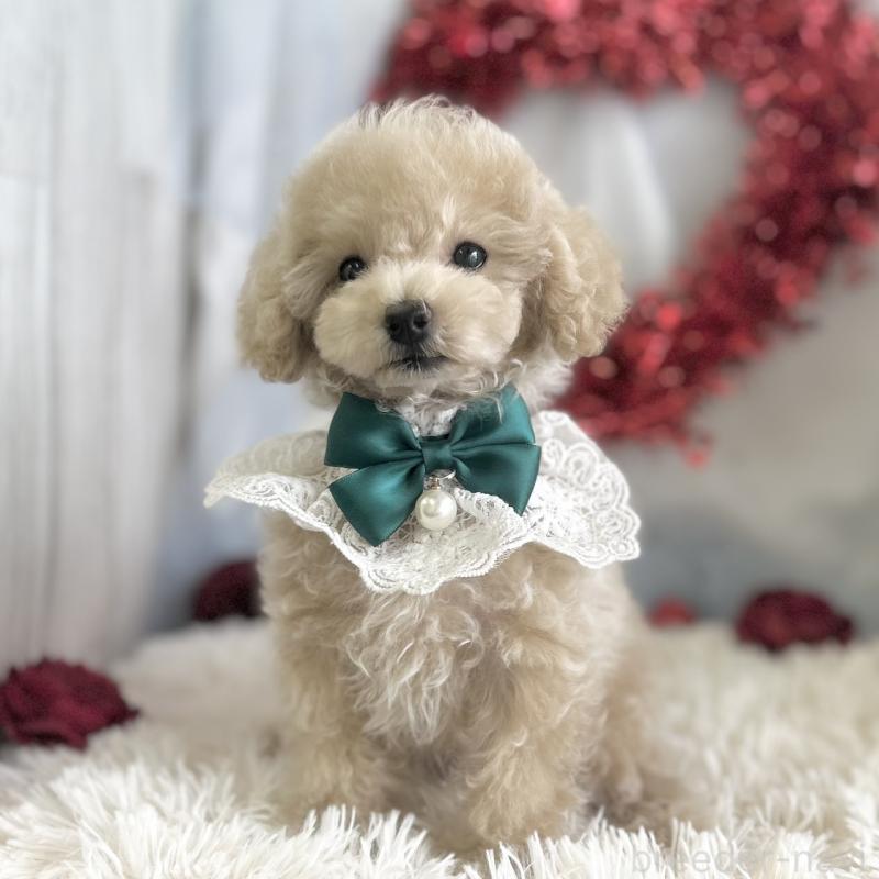 販売中の愛知県のタイニープードル-442869の2枚目