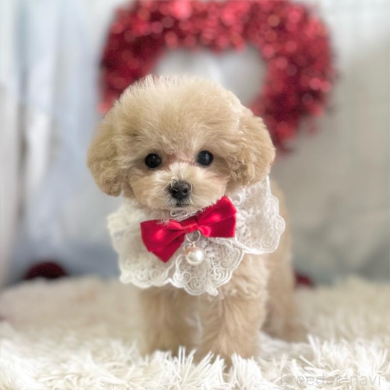 成約済の愛知県のタイニープードル-442870の4枚目