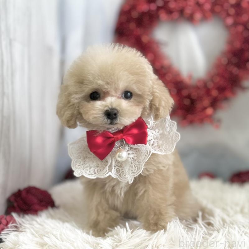 成約済の愛知県のタイニープードル-442870の3枚目