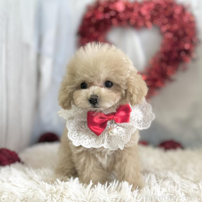 成約済の愛知県のタイニープードル-442870の2枚目