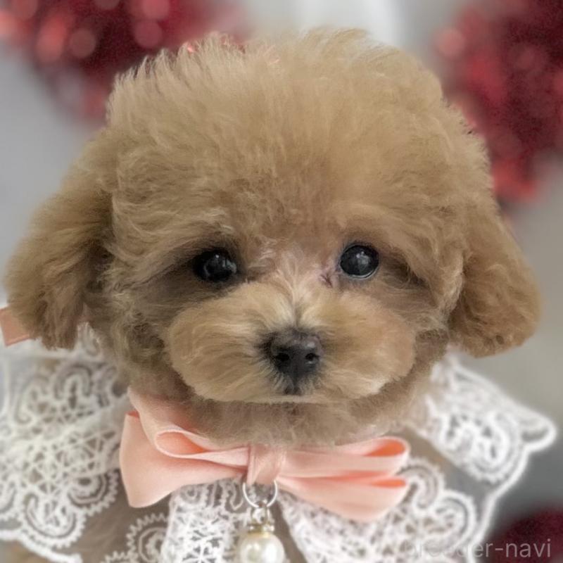 ♀︎タイニープードル