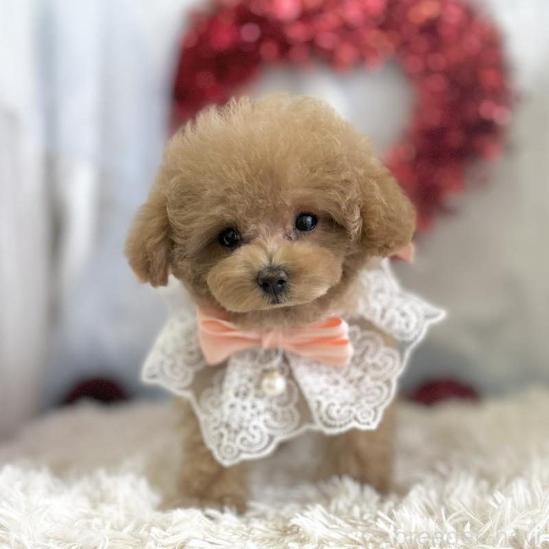 成約済の愛知県のタイニープードル-442871の4枚目