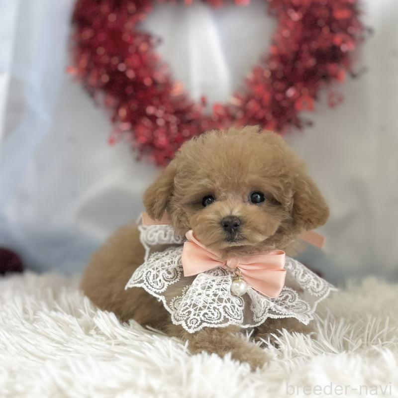 成約済の愛知県のタイニープードル-442871の3枚目