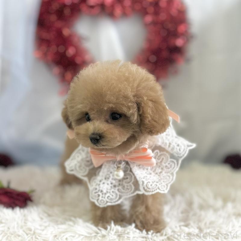 成約済の愛知県のタイニープードル-442871の2枚目