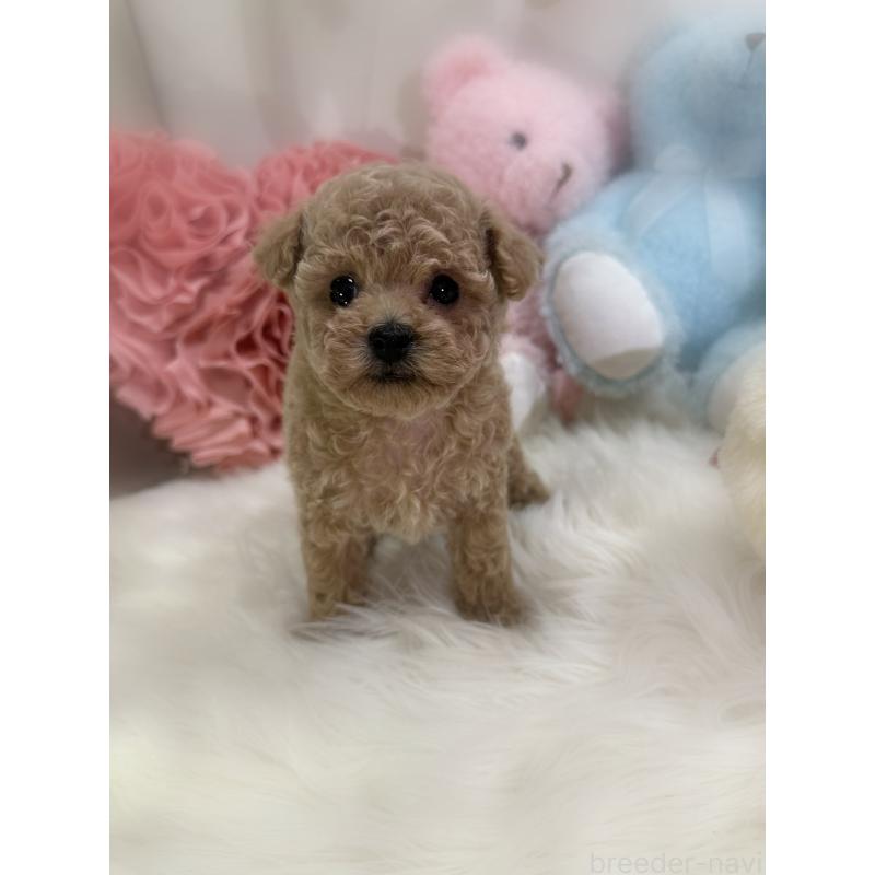 販売中の香川県のタイニープードル-446821の8枚目