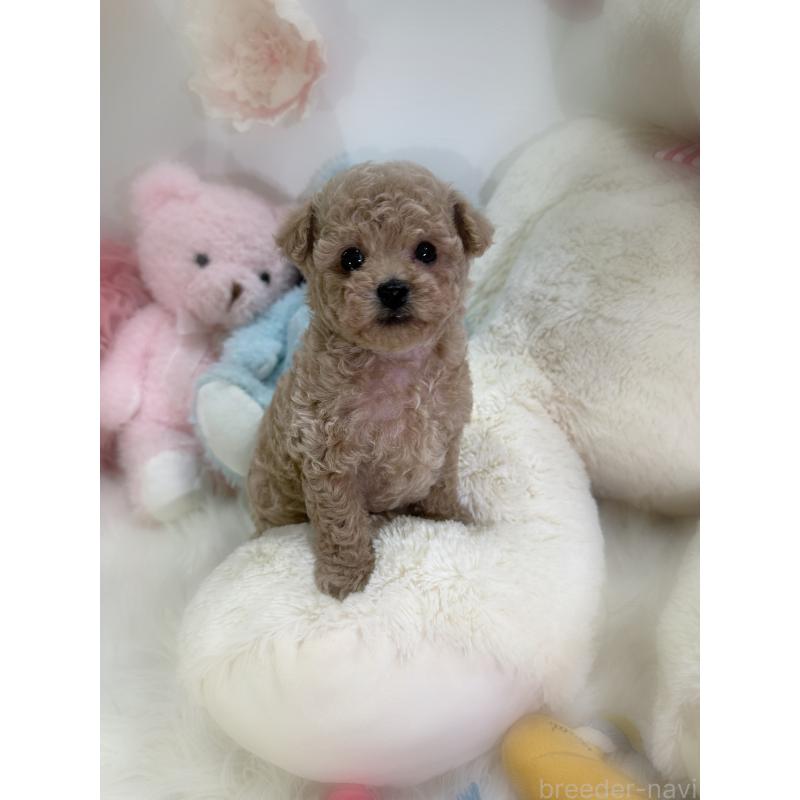 販売中の香川県のタイニープードル-446821の7枚目