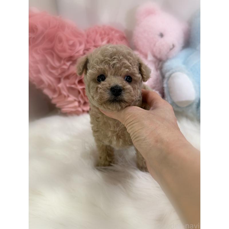 販売中の香川県のタイニープードル-446821の6枚目