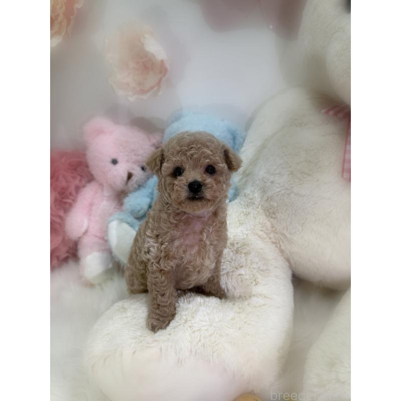 販売中の香川県のタイニープードル-446821の5枚目