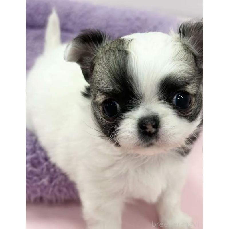 販売中の神奈川県のチワワ(ロングコート)-443340の2枚目