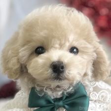 ♀︎タイニープードル