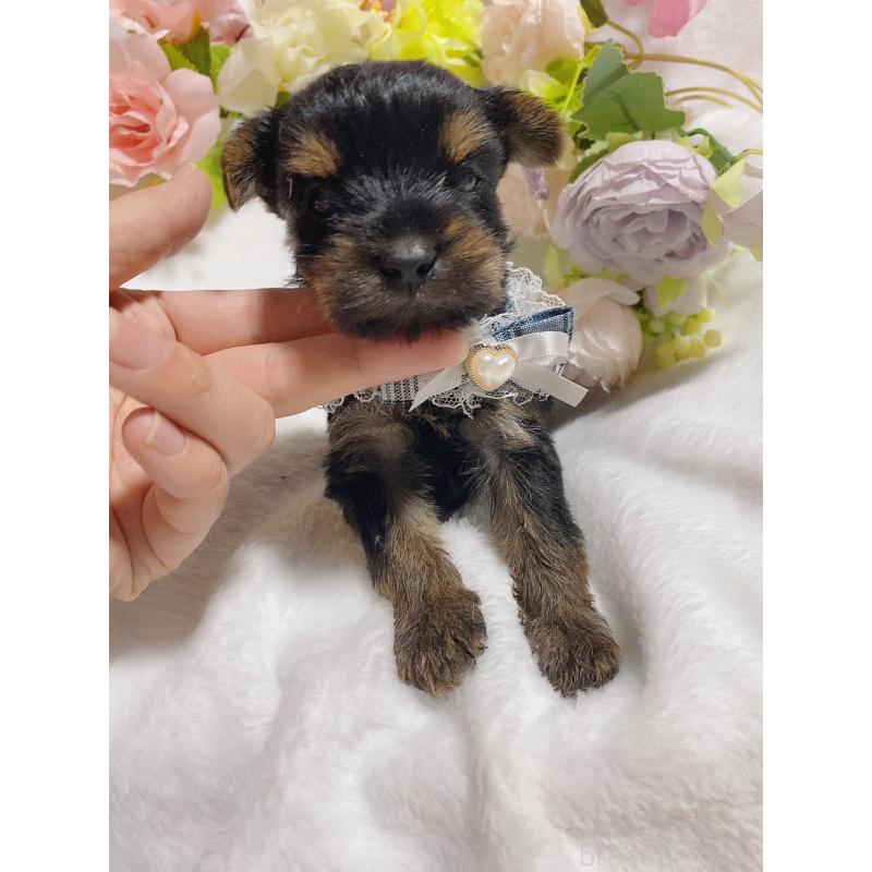 販売中の千葉県のヨークシャーテリア-444054の4枚目