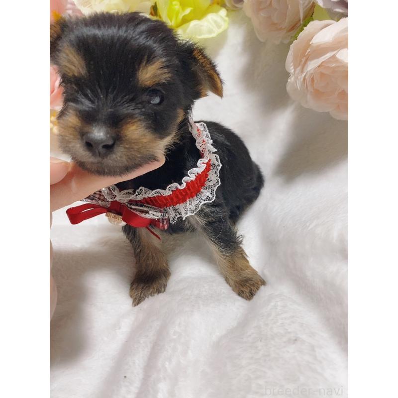 販売中の千葉県のヨークシャーテリア-444062の5枚目