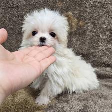 ♀︎チワマル:チワワ×マルチーズ