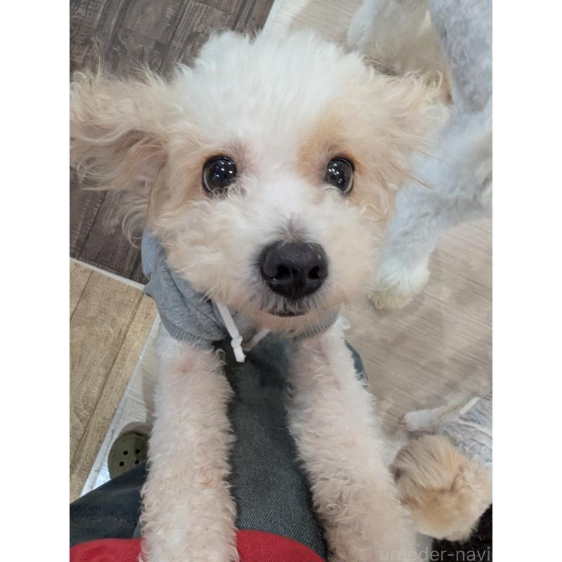 犬舎紹介の岡山県の犬舎紹介-1916の4枚目