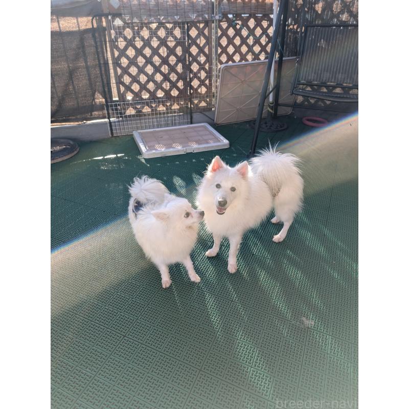 犬舎紹介の岡山県の犬舎紹介-1916の5枚目