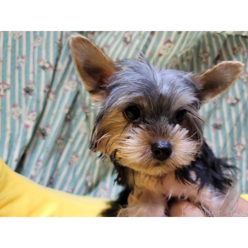 成約済の福岡県のヨークシャーテリア-423808の4枚目