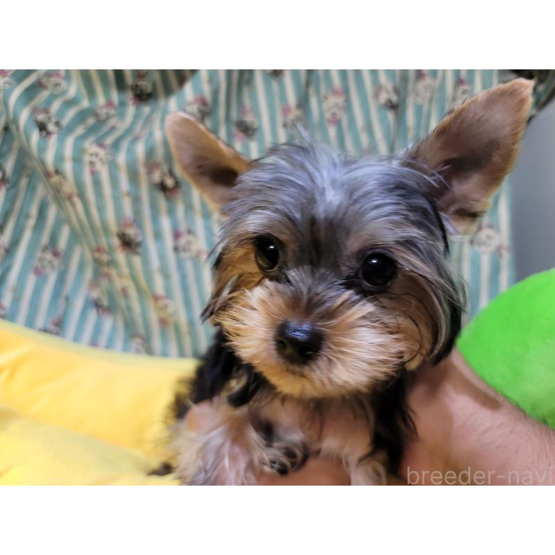 成約済の福岡県のヨークシャーテリア-423808の3枚目