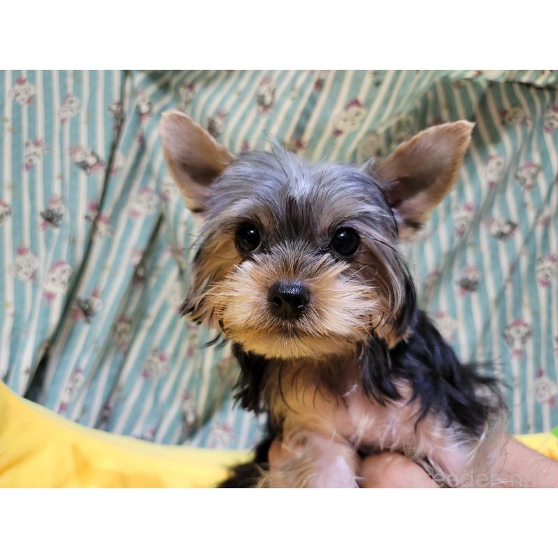 成約済の福岡県のヨークシャーテリア-423808の2枚目