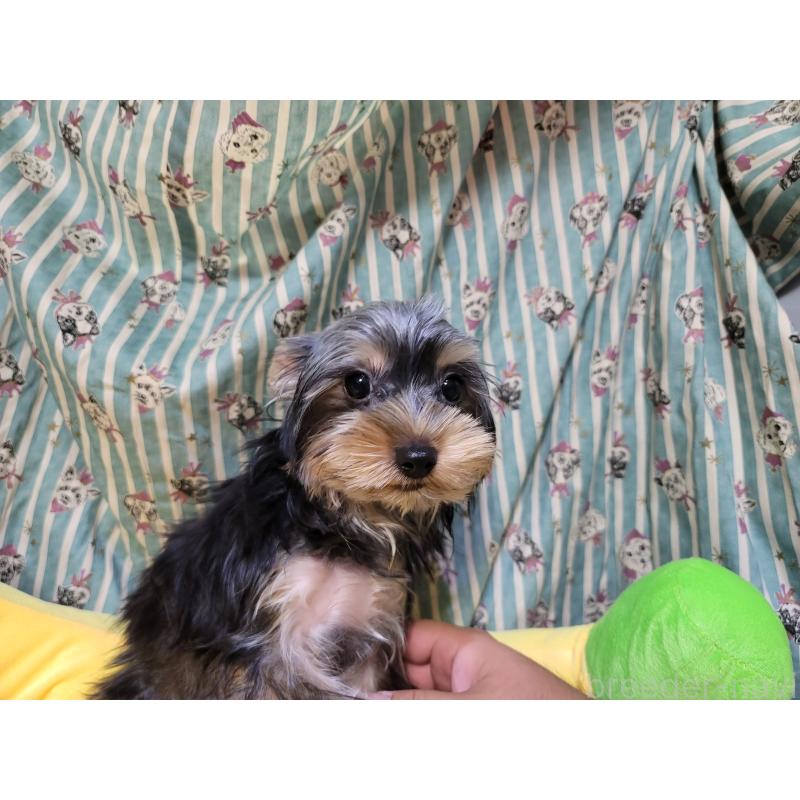 販売中の福岡県のヨークシャーテリア-423809の3枚目