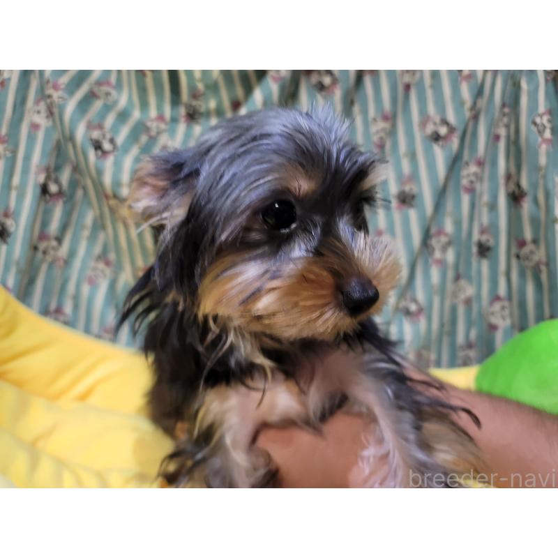 販売中の福岡県のヨークシャーテリア-423809の2枚目