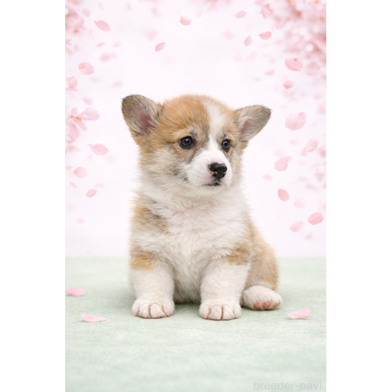 成約済の栃木県のウェルシュコーギーペンブローク-443584の2枚目