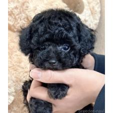 ♀︎タイニープードル