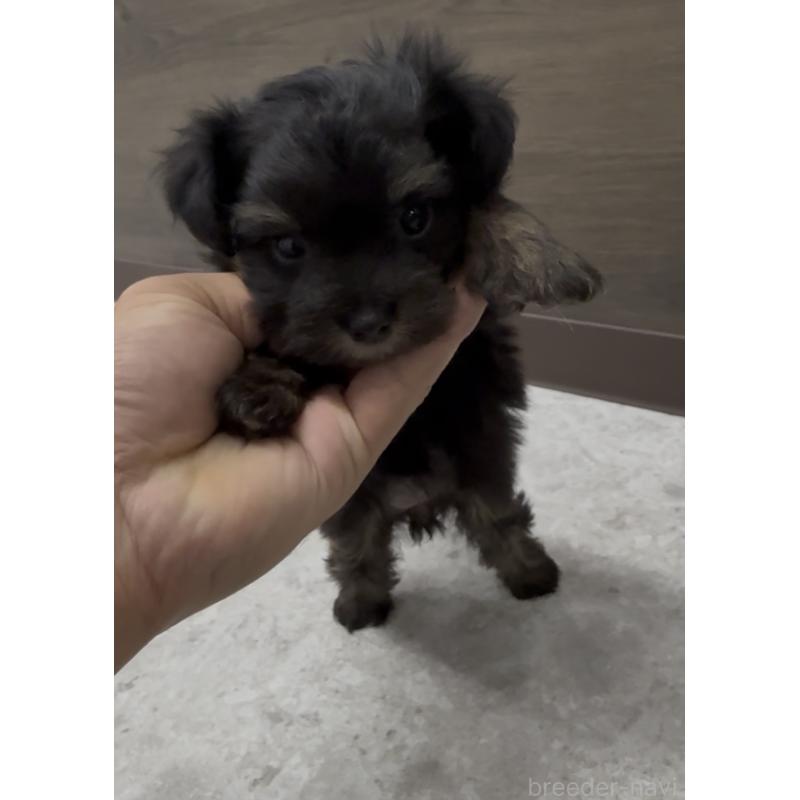 商談中の福岡県のヨープー:ヨークシャーテリア×トイプードル-446098の5枚目