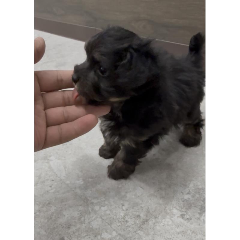 商談中の福岡県のヨープー:ヨークシャーテリア×トイプードル-446098の4枚目