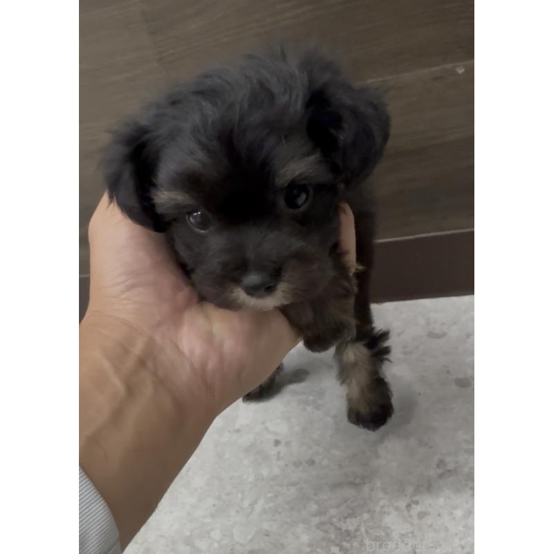 商談中の福岡県のヨープー:ヨークシャーテリア×トイプードル-446098の3枚目