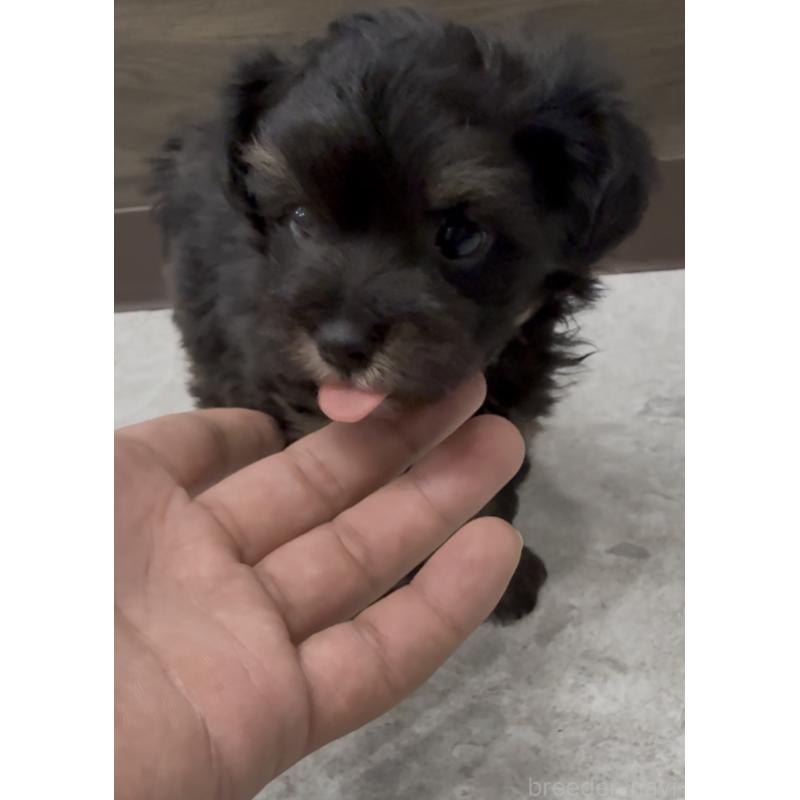 商談中の福岡県のヨープー:ヨークシャーテリア×トイプードル-446098の2枚目