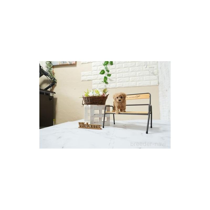 成約済の滋賀県のティーカッププードル-448014の5枚目