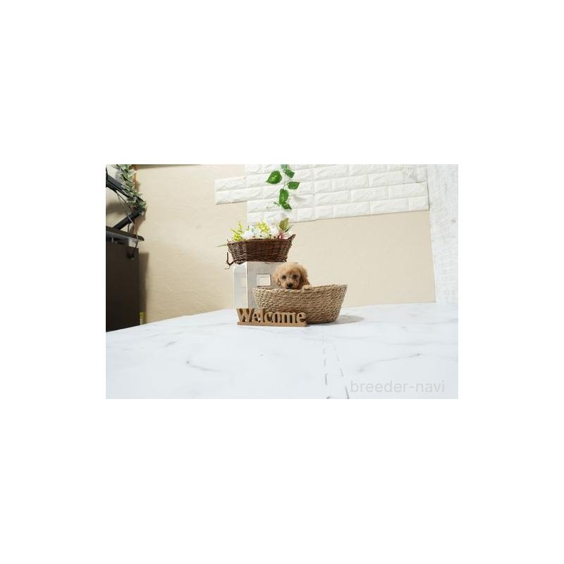 成約済の滋賀県のティーカッププードル-448014の4枚目