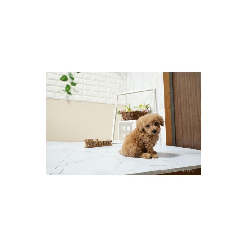 成約済の滋賀県のティーカッププードル-448014の3枚目