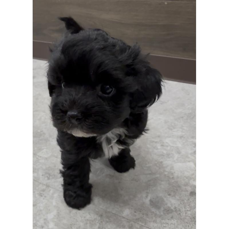 商談中の福岡県のヨープー:ヨークシャーテリア×トイプードル-444567の12枚目