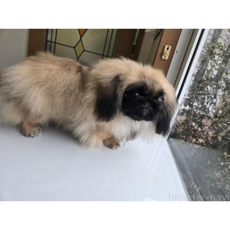 販売中の香川県のペキニーズ-429592の15枚目