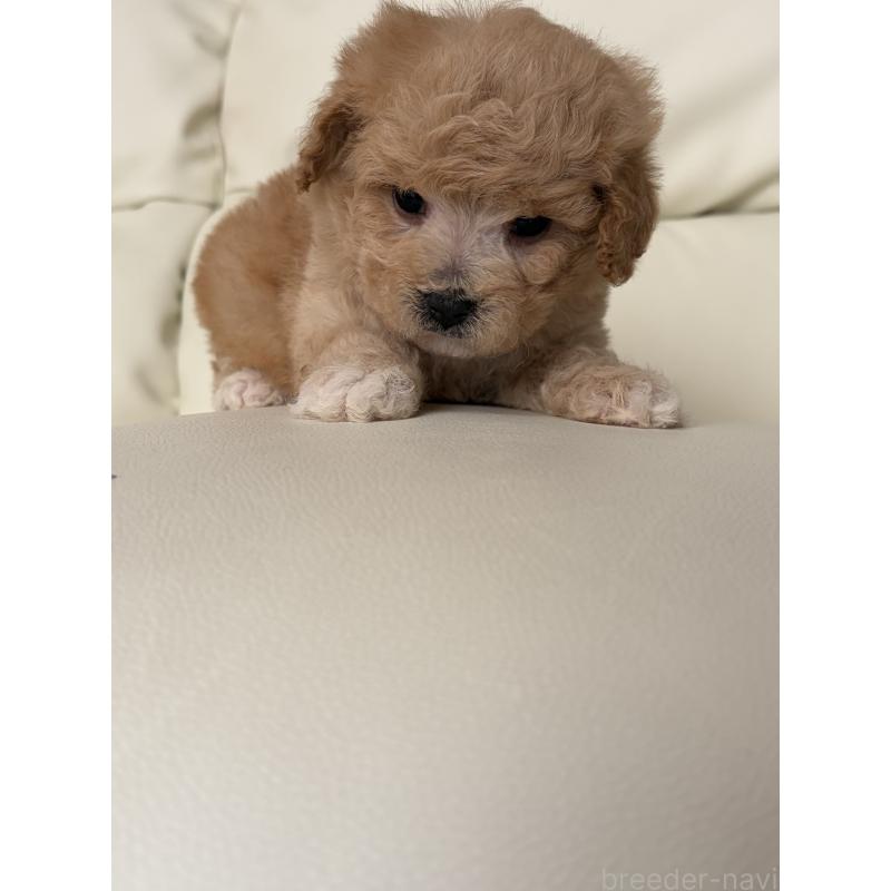 成約済の滋賀県のビションプー:ビションフリーゼ×トイプードル-445327の7枚目