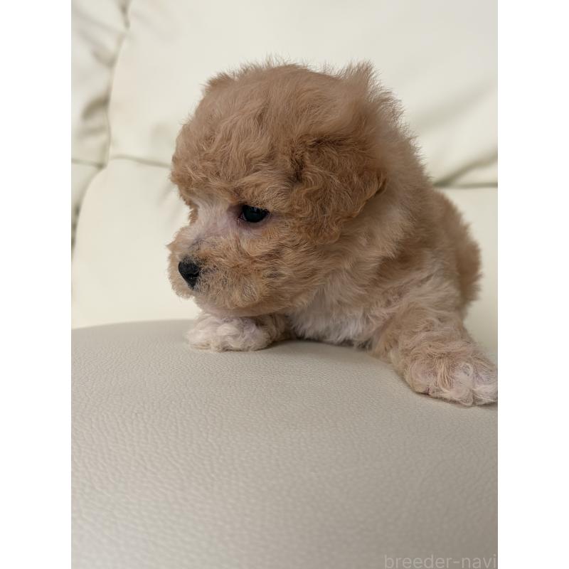 成約済の滋賀県のビションプー:ビションフリーゼ×トイプードル-445327の6枚目