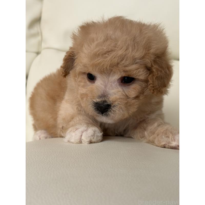 成約済の滋賀県のビションプー:ビションフリーゼ×トイプードル-445327の5枚目