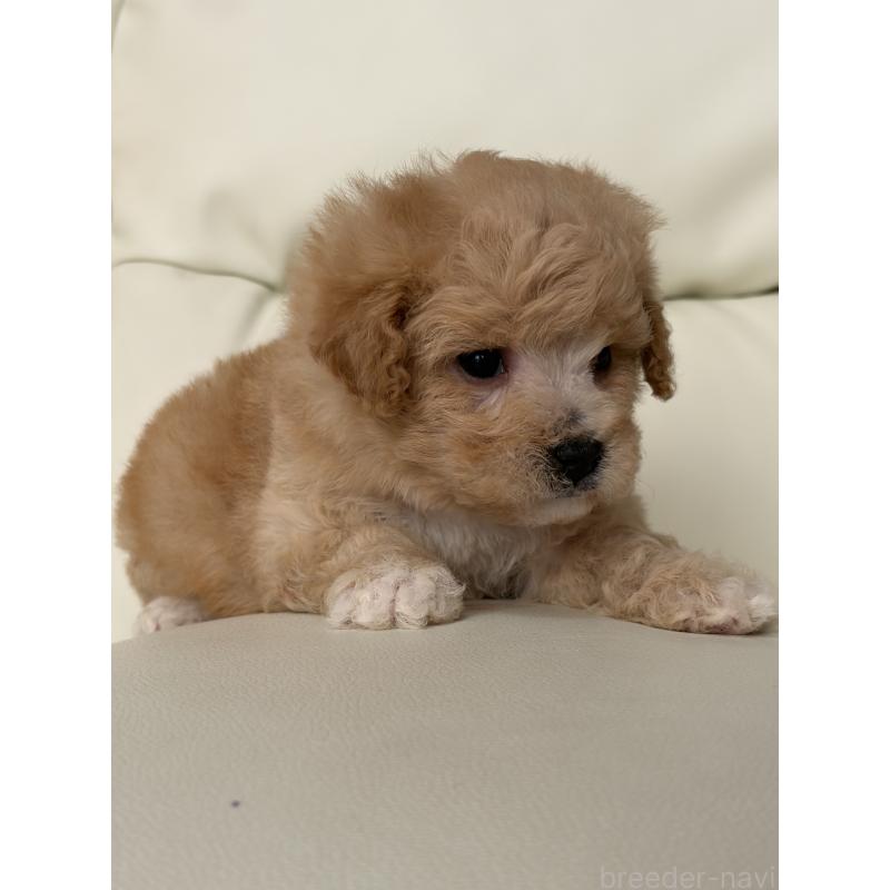 成約済の滋賀県のビションプー:ビションフリーゼ×トイプードル-445327の4枚目