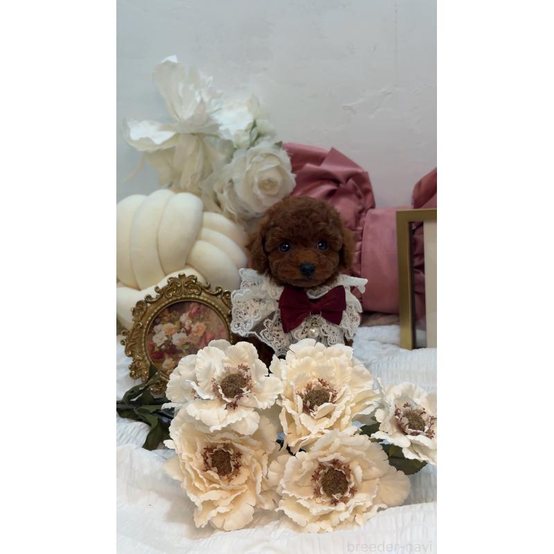 成約済の大阪府のティーカッププードル-433916の3枚目