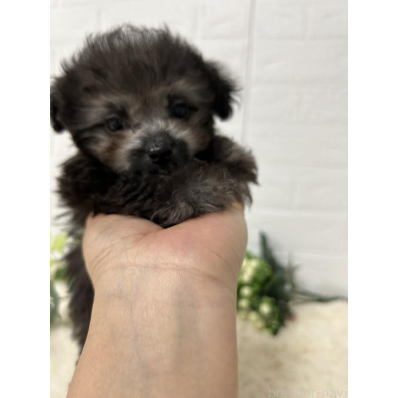 販売中の大阪府のティーカッププードル-436911の12枚目