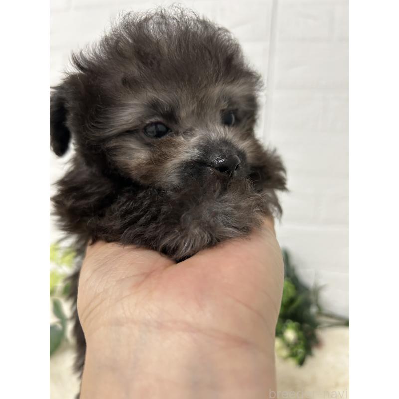 販売中の大阪府のティーカッププードル-436911の11枚目