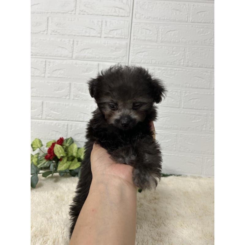 販売中の大阪府のティーカッププードル-436911の10枚目