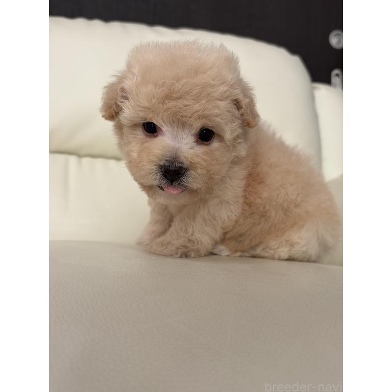 成約済の滋賀県のビションプー:ビションフリーゼ×トイプードル-445331の10枚目