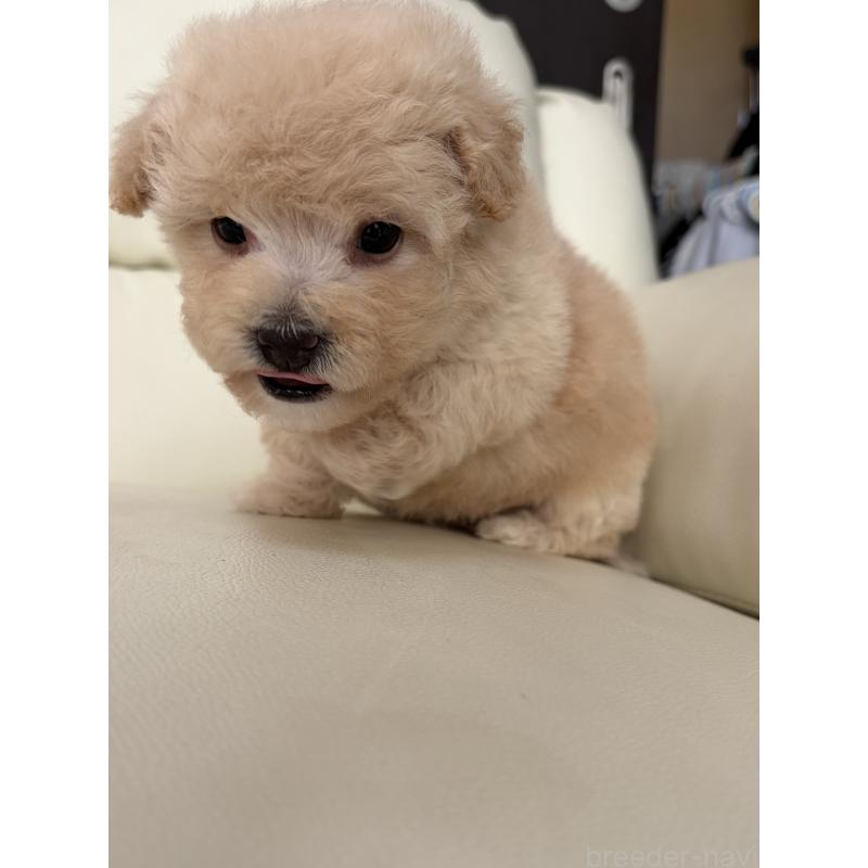 成約済の滋賀県のビションプー:ビションフリーゼ×トイプードル-445331の9枚目